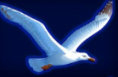 Символ игрового автомата Flying Dutchman Птица